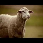 Mentos - Owce na kosiarkach