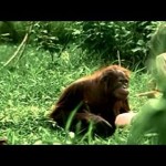 Rexona - Orangutan